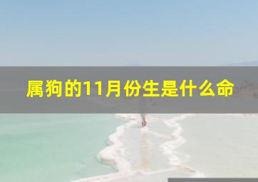 属狗的11月份生是什么命