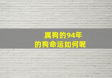 属狗的94年的狗命运如何呢