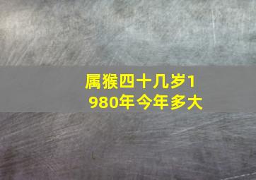 属猴四十几岁1980年今年多大