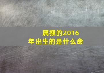 属猴的2016年出生的是什么命