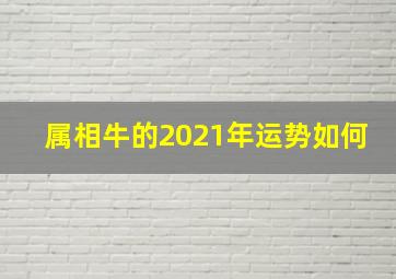 属相牛的2021年运势如何