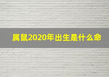 属鼠2020年出生是什么命