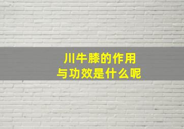 川牛膝的作用与功效是什么呢