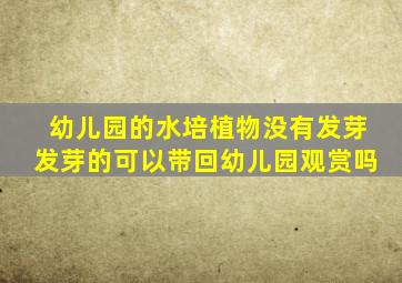 幼儿园的水培植物没有发芽发芽的可以带回幼儿园观赏吗