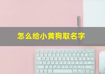 怎么给小黄狗取名字