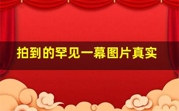 拍到的罕见一幕图片真实