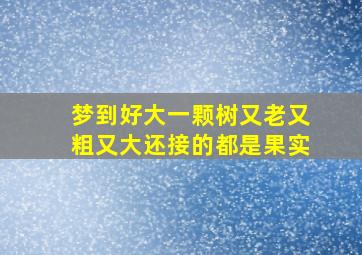 梦到好大一颗树又老又粗又大还接的都是果实