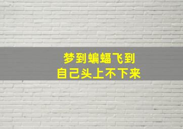 梦到蝙蝠飞到自己头上不下来