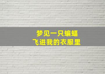 梦见一只蝙蝠飞进我的衣服里