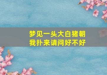 梦见一头大白猪朝我扑来请问好不好