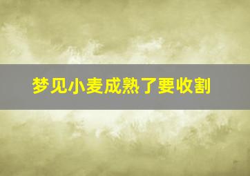 梦见小麦成熟了要收割