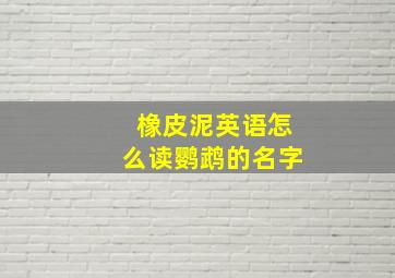 橡皮泥英语怎么读鹦鹉的名字