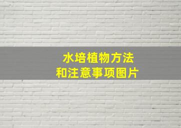 水培植物方法和注意事项图片