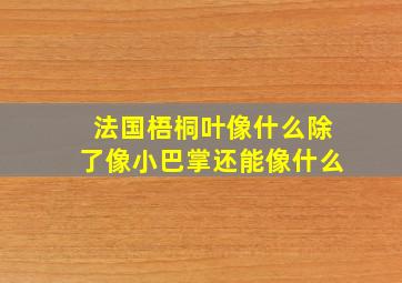 法国梧桐叶像什么除了像小巴掌还能像什么