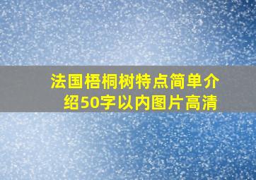 法国梧桐树特点简单介绍50字以内图片高清