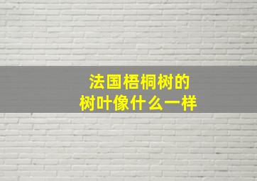 法国梧桐树的树叶像什么一样