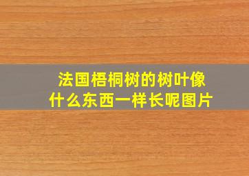 法国梧桐树的树叶像什么东西一样长呢图片