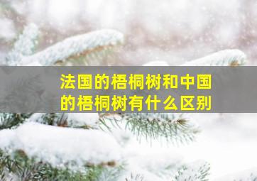 法国的梧桐树和中国的梧桐树有什么区别