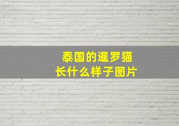 泰国的暹罗猫长什么样子图片