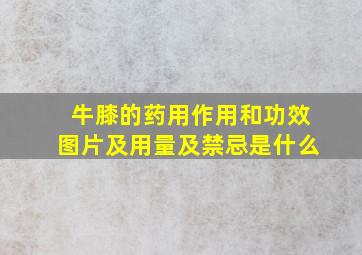 牛膝的药用作用和功效图片及用量及禁忌是什么