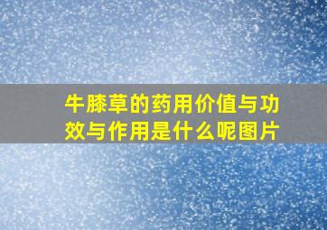 牛膝草的药用价值与功效与作用是什么呢图片