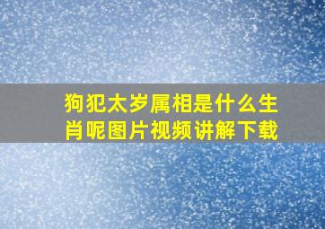 狗犯太岁属相是什么生肖呢图片视频讲解下载