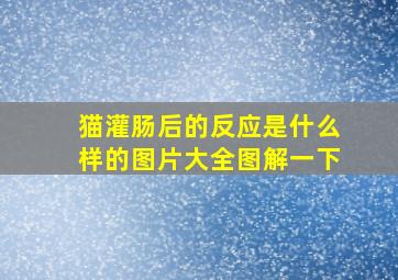 猫灌肠后的反应是什么样的图片大全图解一下