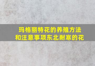 玛格丽特花的养殖方法和注意事项东北耐寒的花