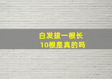 白发拔一根长10根是真的吗