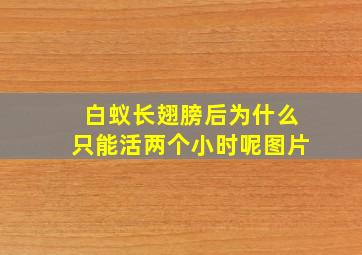 白蚁长翅膀后为什么只能活两个小时呢图片