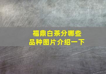 福鼎白茶分哪些品种图片介绍一下