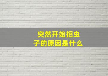 突然开始招虫子的原因是什么