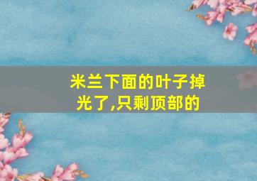 米兰下面的叶子掉光了,只剩顶部的