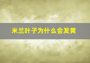 米兰叶子为什么会发黄