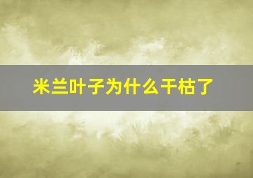 米兰叶子为什么干枯了