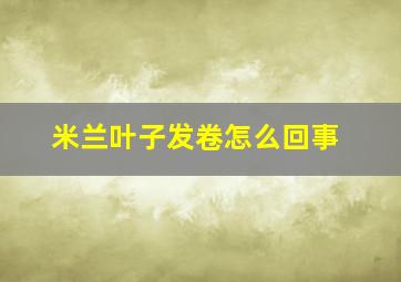 米兰叶子发卷怎么回事