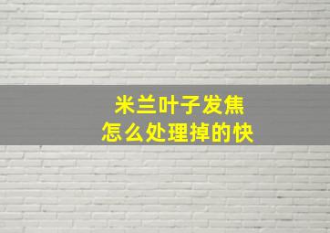 米兰叶子发焦怎么处理掉的快