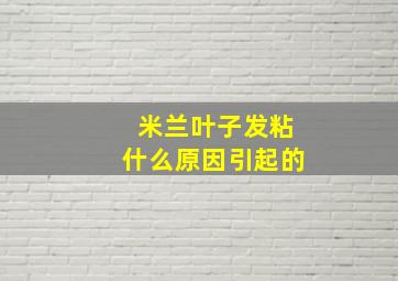 米兰叶子发粘什么原因引起的