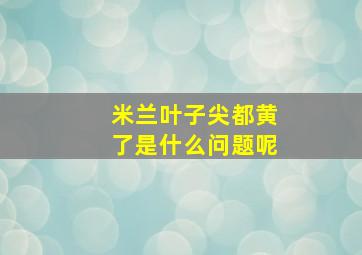 米兰叶子尖都黄了是什么问题呢