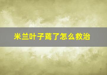 米兰叶子蔫了怎么救治