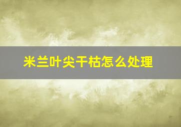 米兰叶尖干枯怎么处理