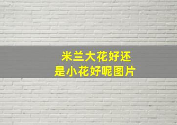 米兰大花好还是小花好呢图片