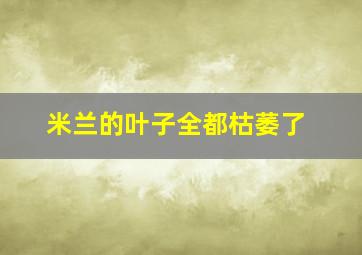 米兰的叶子全都枯萎了