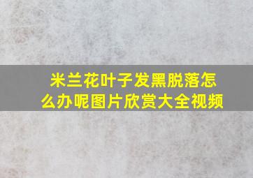 米兰花叶子发黑脱落怎么办呢图片欣赏大全视频