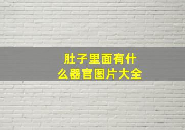 肚子里面有什么器官图片大全