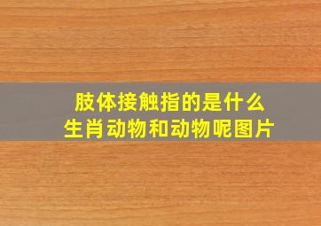 肢体接触指的是什么生肖动物和动物呢图片