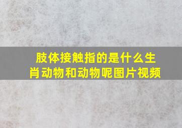 肢体接触指的是什么生肖动物和动物呢图片视频