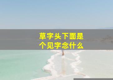 草字头下面是个见字念什么