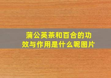 蒲公英茶和百合的功效与作用是什么呢图片