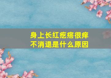 身上长红疙瘩很痒不消退是什么原因